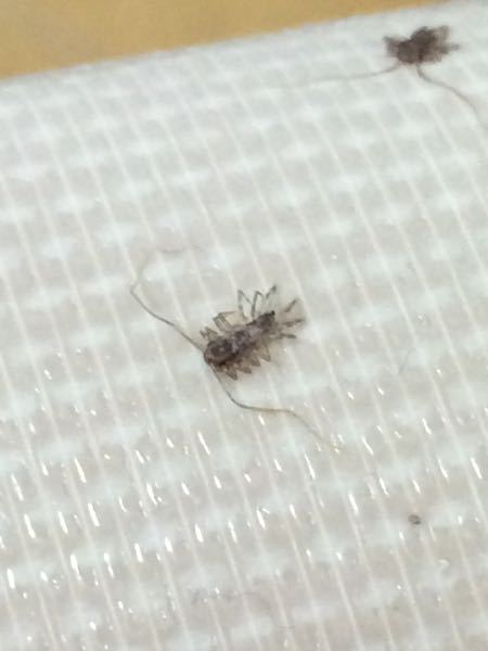 部屋の中に小さいムカデ？みたいなのが大量発生していて困っています 
