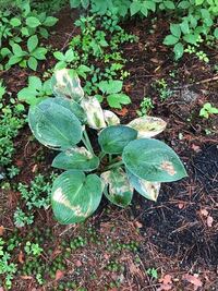 ギボウシの花が咲き終わりました 去年は 花後に種を付けたまま Yahoo 知恵袋