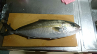 この魚は何 こんばんは ネリゴ カンパチの幼魚 ですよ 地域によって Yahoo 知恵袋