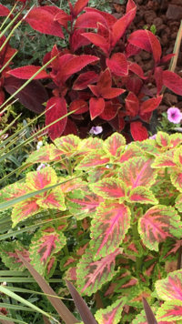 この赤い植物と 葉の中心がピンクで周りが黄緑の植物の名前はなんでしょうか Yahoo 知恵袋