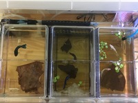 酸素の出る石で飼おうと思います ３０センチくらいの水槽で出目 Yahoo 知恵袋