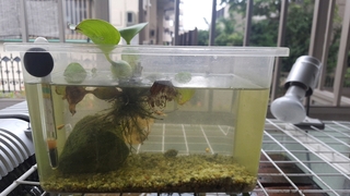 虫かごでフィルターなしでメダカを7匹程度飼育してますが酸素はどれくらいもち Yahoo 知恵袋