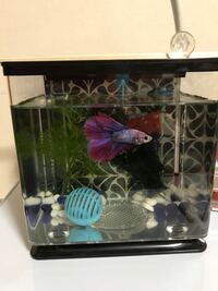 ベタの糞は2種類ありますか 画像の黒いのが糞なら赤いニョロは何でしょう Yahoo 知恵袋