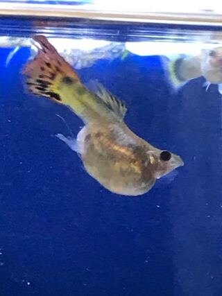 いろいろ グッピー 奇形 画像 すべての無料画像