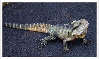 このイグアナの名前はなんですか 調べても出てきませんでした Yahoo 知恵袋