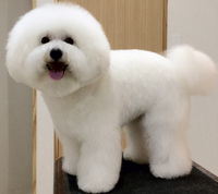 画像有り 犬種のピジョンフリーゼについての質問です ピジョンフリーゼ Yahoo 知恵袋