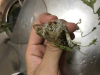 水菜の根っこについているこの虫の卵のようなものは食べても害はないのですか Yahoo 知恵袋