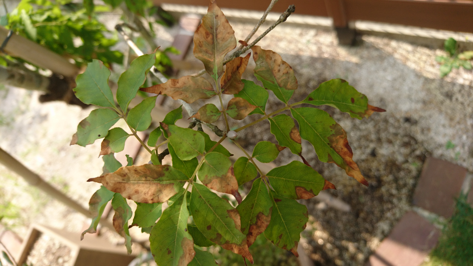 アオダモの葉っぱが茶色く枯れてきました 病気でしょうか Yahoo 知恵袋