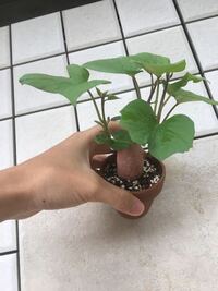 この状態でサツマイモは観葉植物として育てれますか 液肥とかはやる Yahoo 知恵袋