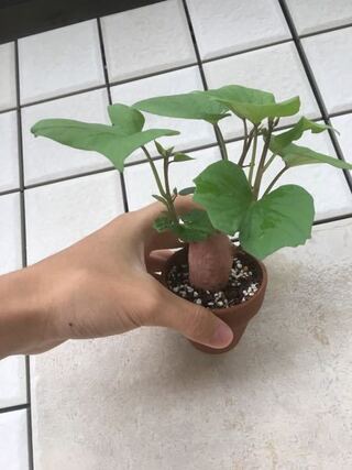 この状態でサツマイモは観葉植物として育てれますか 液肥とかはやる Yahoo 知恵袋