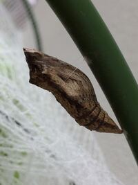 キアゲハの幼虫がサナギになり2週間経ちました 同じ7 24 Yahoo 知恵袋