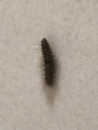 この毛虫は毒蛾の幼虫でしょうか 昨日 キッチンでこの毛虫を発見しました 家 Yahoo 知恵袋
