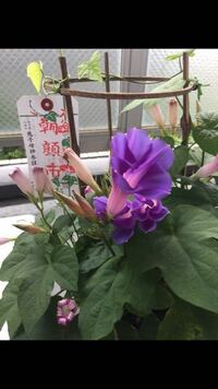 宿根朝顔の花が咲かない要因を教えて下さい 宿根朝顔 ク Yahoo 知恵袋