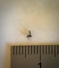 この羽虫は何でしょうか 部屋の中の鉢植えから発生したようです 名前がわか Yahoo 知恵袋