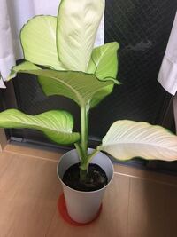 葉が黄色い どうすればいいでしょうか 写真の観葉植物をいた Yahoo 知恵袋