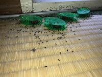 ありに悩まされてます 教えて 住まいの先生 Yahoo 不動産