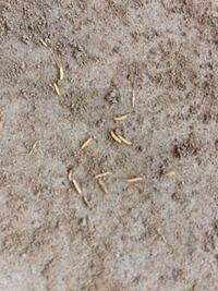 閲覧注意 黒い蛆虫のような虫が畑に大量発生していました 有機栽培の Yahoo 知恵袋