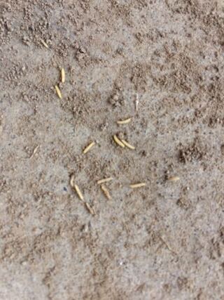 ウジ 虫 殺し 方 Article