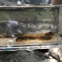 ハヤとドンコについて 昨日ハヤとドンコの稚魚を川で捕まえました 金魚の Yahoo 知恵袋
