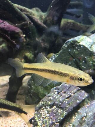 この魚はヌマムツですか 飼育すると最大どれくらいのサイズに Yahoo 知恵袋