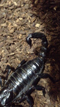 サソリの過食についてですが お腹がパンパンなのに食べ続けよう Yahoo 知恵袋