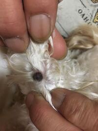 愛犬が腕をずっと舐めていたので見てみたら 黒いイボがありました Yahoo 知恵袋