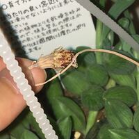 ルビーネックレスには花が咲いて グリーンネックレスには咲かないん Yahoo 知恵袋