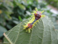 幼虫についてさくらんぼの木を食害していた下の写真の幼虫はなんていう名前です Yahoo 知恵袋