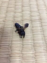 かえるの撃退方法を教えてください とにかくこの生き物が駄目です Yahoo 知恵袋