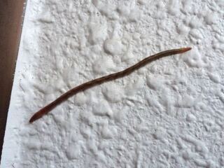 夕方 家の壁に画像の様な生物がいました ミミズだと思いますが 家の壁 Yahoo 知恵袋