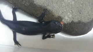 ウーパールーパー 変態 ウーパールーパーが陸化するって本当 変態の条件 生態も解説