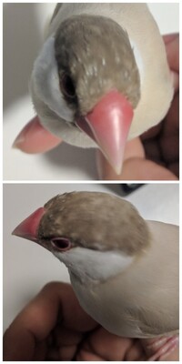 シナモン文鳥の雄 6歳ですが凶暴で困っています 白文鳥や桜文鳥を前に飼って Yahoo 知恵袋