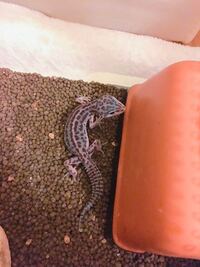 レオパヒョウモントカゲモドキレオパードゲッコーについて 生後 Yahoo 知恵袋