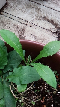 植物の名前を教えてください ギザギザの葉です よろしくお願い致します Yahoo 知恵袋