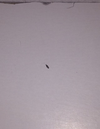 台所の流しに沸いた黒い虫についてここしばらくこの黒い小さな虫が大量発生しま Yahoo 知恵袋