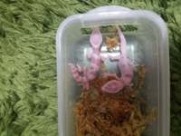 レオパのモルフについて教えてください よくスノー系 エニグマ W Y Yahoo 知恵袋