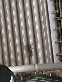 昨日の夜からこのバッタの様な大きい虫が部屋にずっと居て怖くて寝れませんでし Yahoo 知恵袋