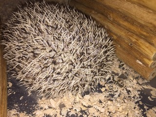 ハリネズミの病気 フケについて質問です 弟の飼育しているハリネズミの背中に Yahoo 知恵袋