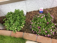 いつもお世話になります 花壇にスーパーペチュニアと妖精のチュチュ Yahoo 知恵袋
