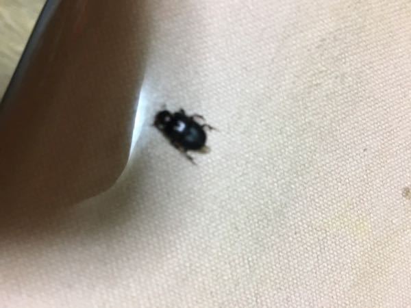 この虫何でしょうか タバコシバンムシかと思ったのですが 黒いし ちょ Yahoo 知恵袋