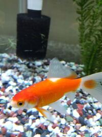 金魚同士で仲良しってことはあり得ますか うちの金魚のコメットが一緒にかっている Yahoo 知恵袋