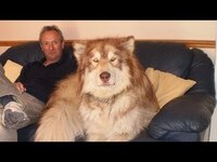 アラスカンマラミュートって初めて犬を飼う人でも大丈夫ですか 大型犬は Yahoo 知恵袋