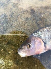 この魚はなんですか 川で獲りました 先ほどニゴイ ハスとい Yahoo 知恵袋