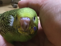 セキセイインコの性別 正面写真です 正面から見た写真です どうご覧になりま Yahoo 知恵袋