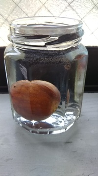 アボカドの種は 水に浸けているだけでは 芽は出ませんか 種 Yahoo 知恵袋