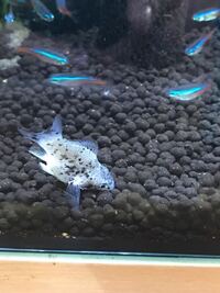 ミックスバルーンモーリーが沈むようになってしまいました どうすればいいです Yahoo 知恵袋