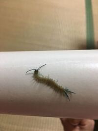 今日和室に足の青いムカデが出ました 1 なんていうムカデで Yahoo 知恵袋