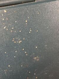 ベランダに黒とオレンジのしましました虫がたくさんいます この虫はなん Yahoo 知恵袋