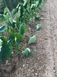 里芋の葉っぱが倒れてきてますが 何かあるのでしょうか 畝が Yahoo 知恵袋