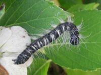 白いフワフワした毛虫を見つけました 初めて見るのですが 何になるんでしょう Yahoo 知恵袋